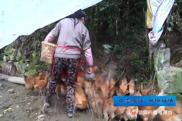 【众志成城 防控疫情】家禽滞销农户急 政府搭“桥”解民忧