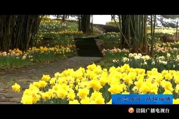 【众志成城 防控疫情】疫情难掩芳华 4万株洋水仙竞相绽放