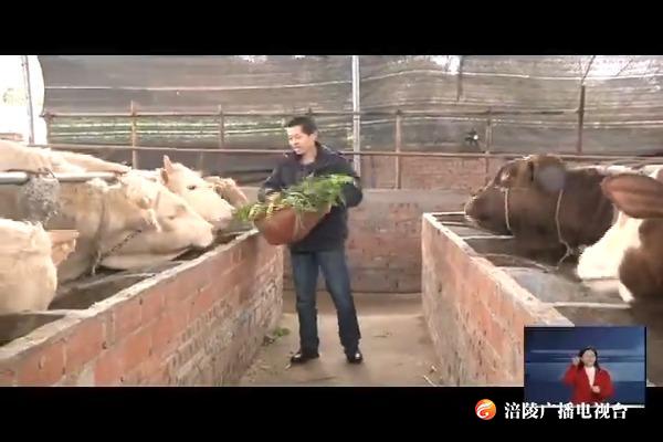 不向命运屈服 残疾青年养牛创业