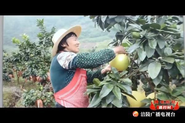 百胜镇：村村有脱贫产业  户户有增收门路