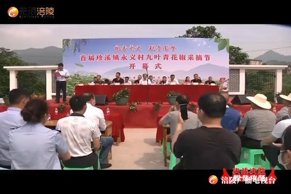 珍溪镇：脱贫攻坚结硕果  首届花椒采摘节开幕