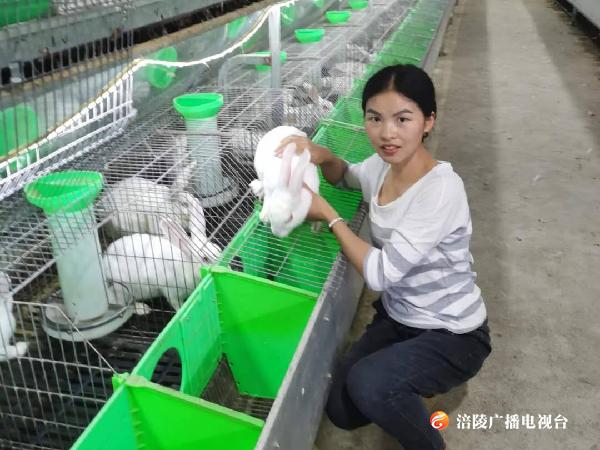 H5|涪陵：90后养兔达人“蹦”上致富路