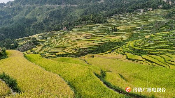 请接力！我为重庆何家岩村点赞