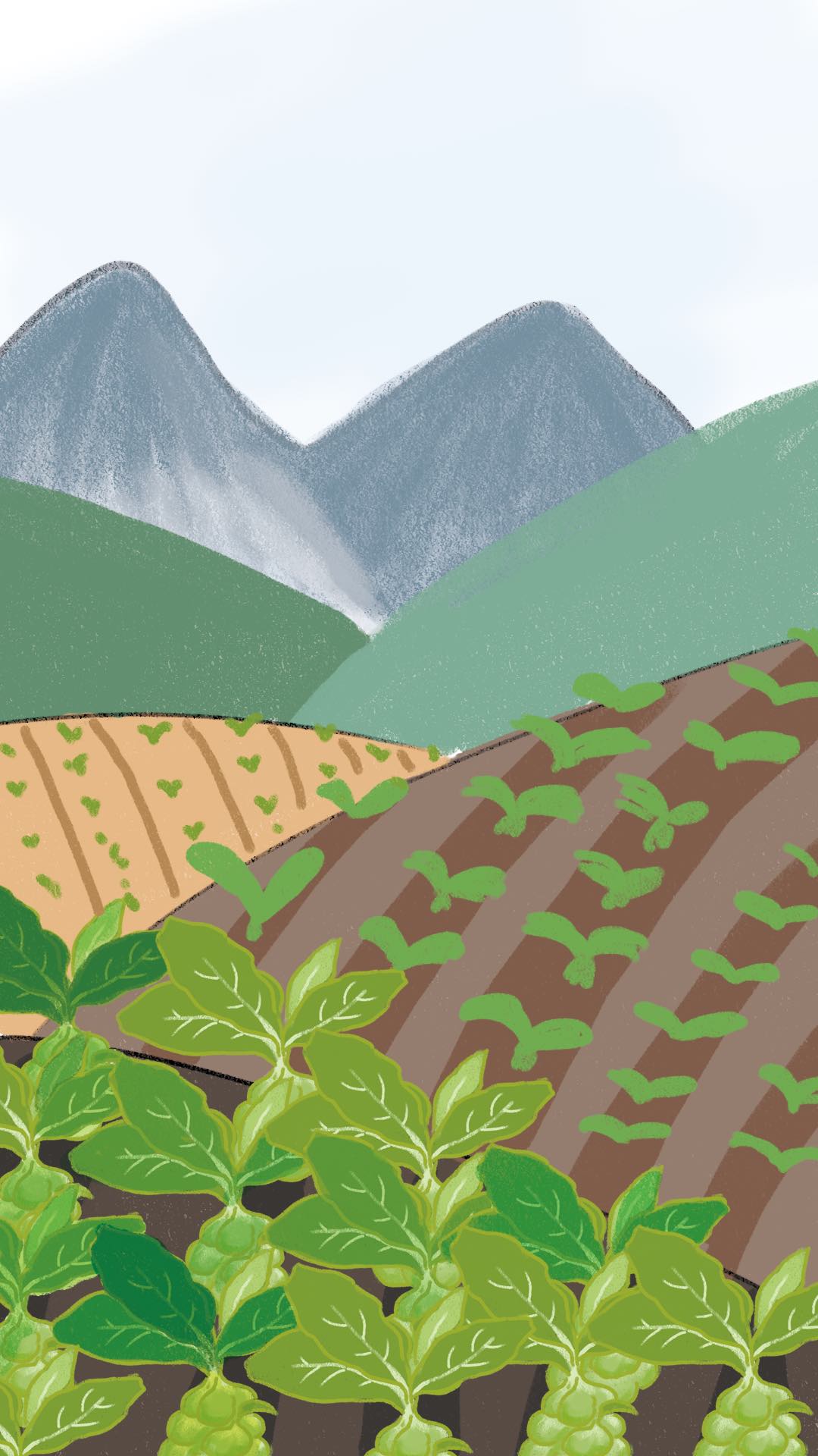 淑芬的脱贫“利器” ：青疙瘩变金疙瘩