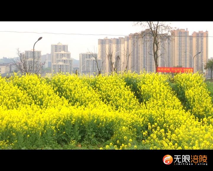 涪陵:两千亩油菜花带您约会春天