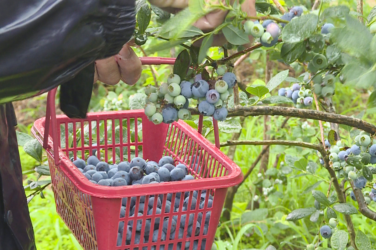 蓝莓葡萄夏季蓝莓葡萄收获静物摄影图配图高清摄影大图-千库网