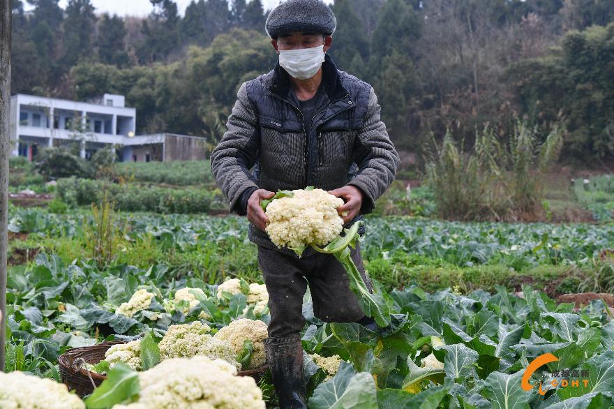 草池村民收花菜 (2)
