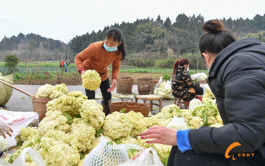 草池村民收花菜 (8)