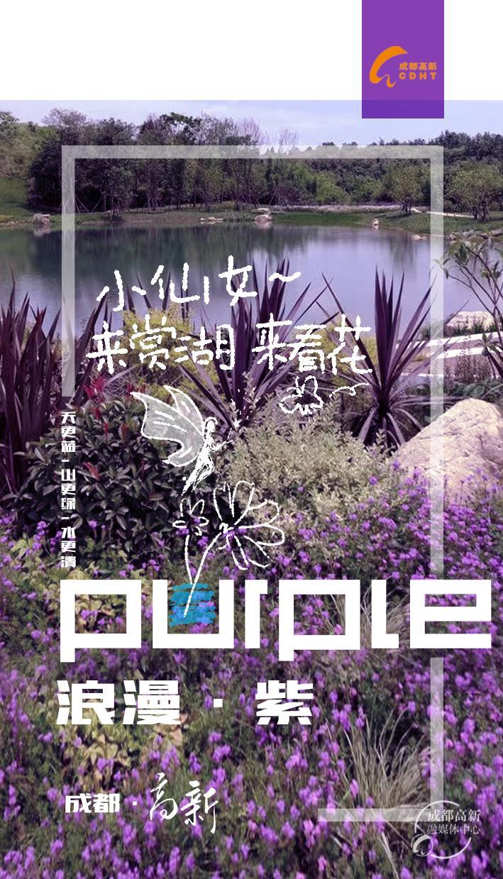 七彩高新8