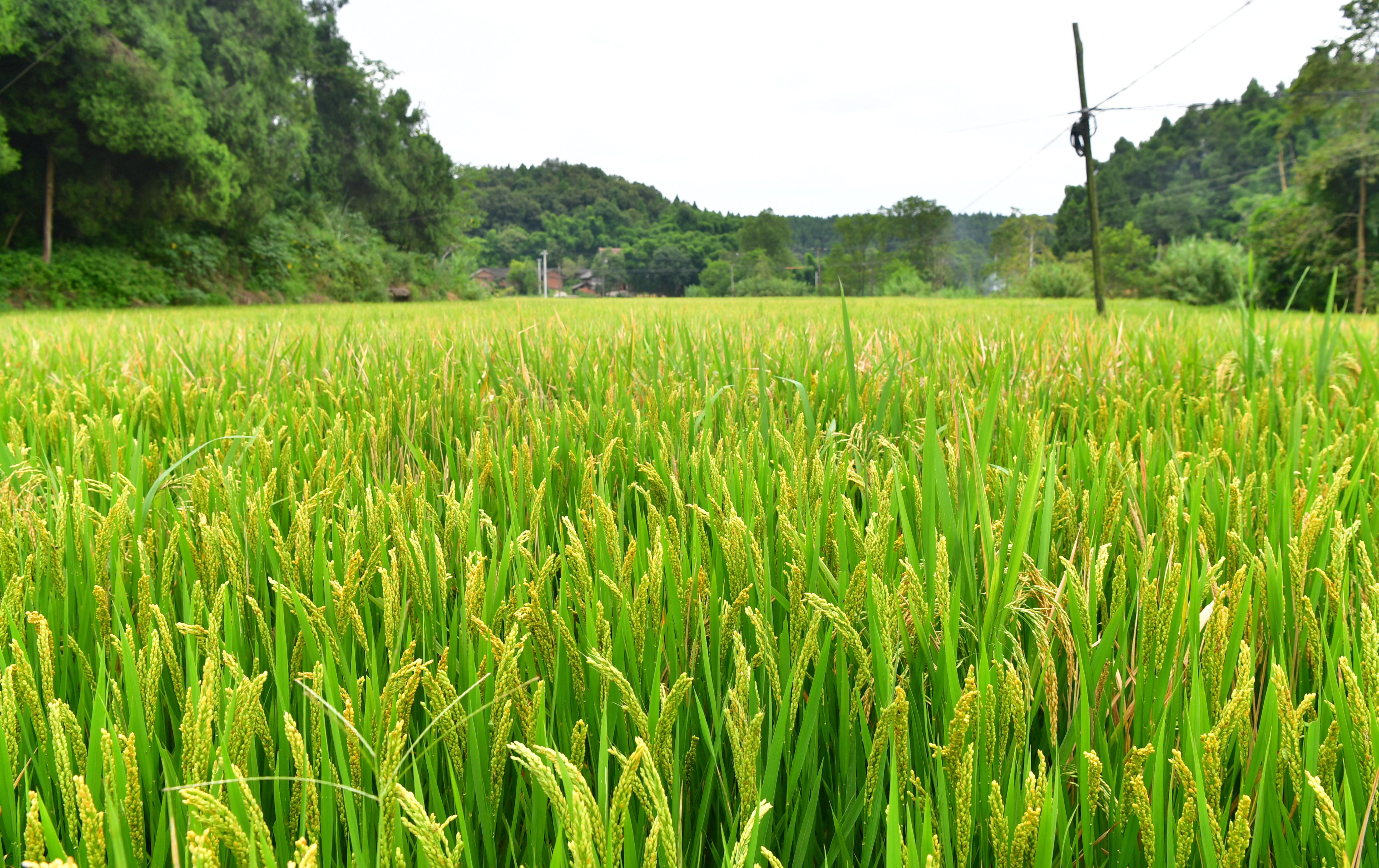 保护土壤,成都高新区出台土壤污染防治专项方案