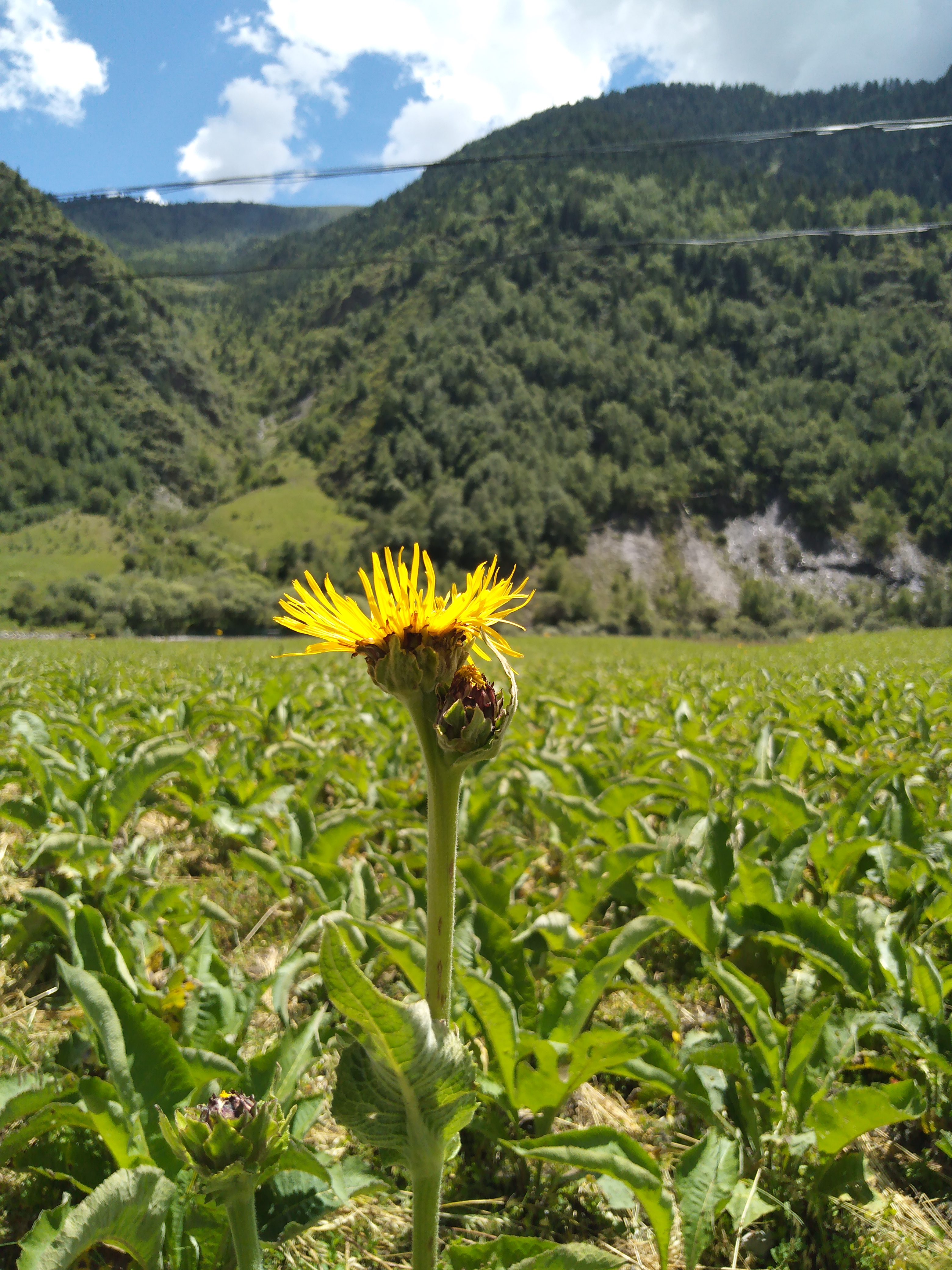 成都高新区牵手德格八年:格桑花开藏木香