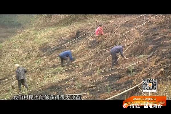 【推动重庆各项事业沿着总书记指引的方向奋力前行】区林业局：实施退耕还林工程 绿化国土助农增收