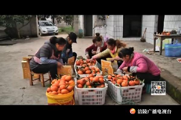 义和镇：柑橘喜丰收  果农笑意浓