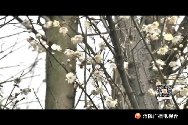 梅花绽放  为冬日添香