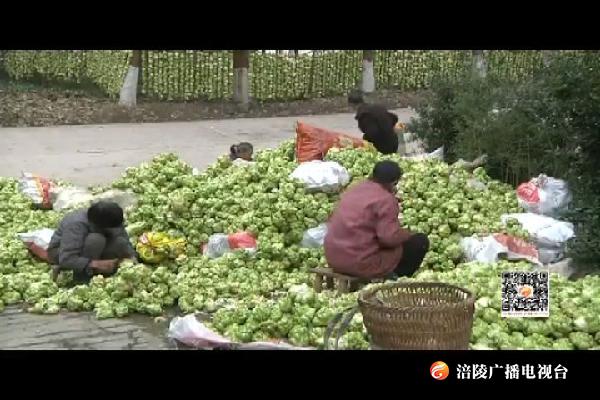 我区首家榨菜“扶贫车间”挂牌成立