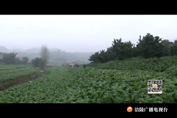 我区举行青菜头新品种新技术示范推广现场会