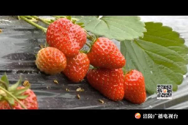 冬草莓熟了 采摘尝鲜正当时