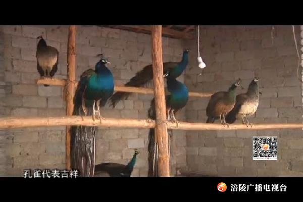 近郊赏孔雀 新年盼吉祥
