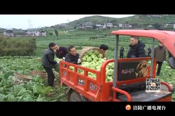 我区将全力做好青菜头收购加工工作