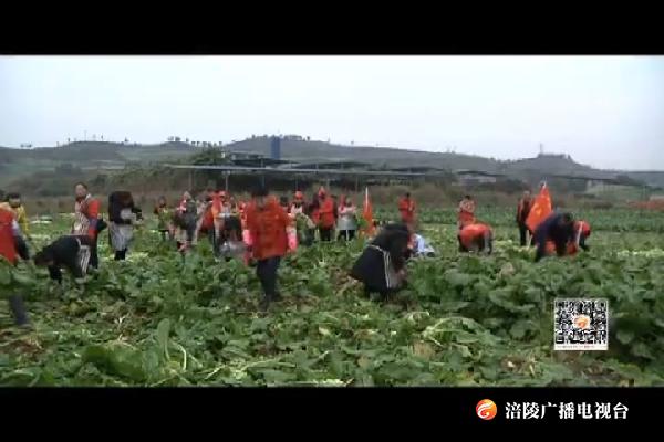 蔬菜基地缺人手   街道干部职工帮忙收菜