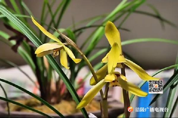 全区第二十九届兰花展开展   百余盆兰花争奇斗艳