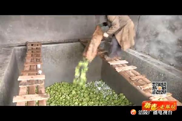 百胜镇：青菜头收砍超过半数