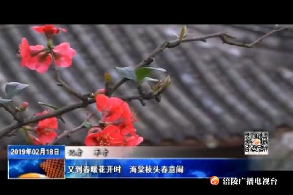 又到春暖花开时  海棠枝头春意闹