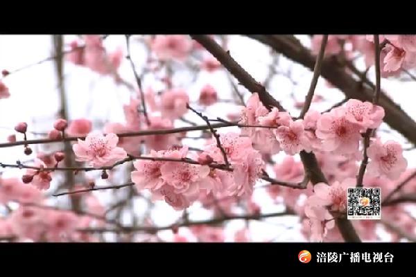 初春里的“少女心” 美人梅娇俏绽放