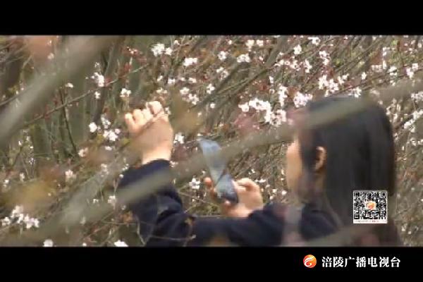 阳春三月李花开   一抹粉红靓春天