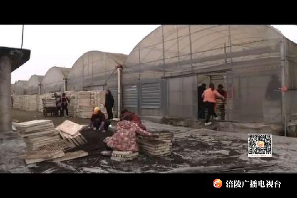 焦石镇全面启动烤烟育苗工作
