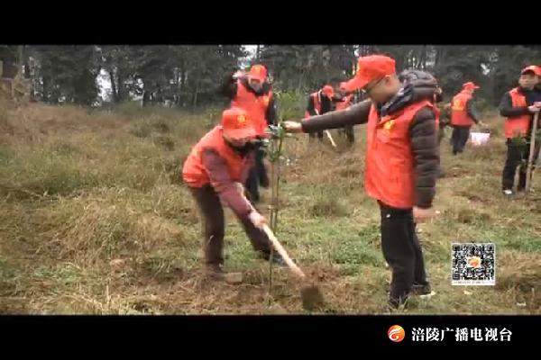 50名志愿者种下500余棵文明树