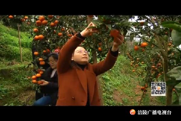 蜜柑挂满枝  春日采摘正当时