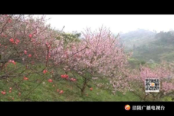 珍溪镇500亩桃花竞相绽放   笑迎客来