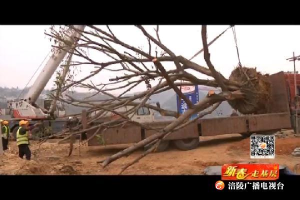 【新春走基层】赵明：只为城市的一片绿