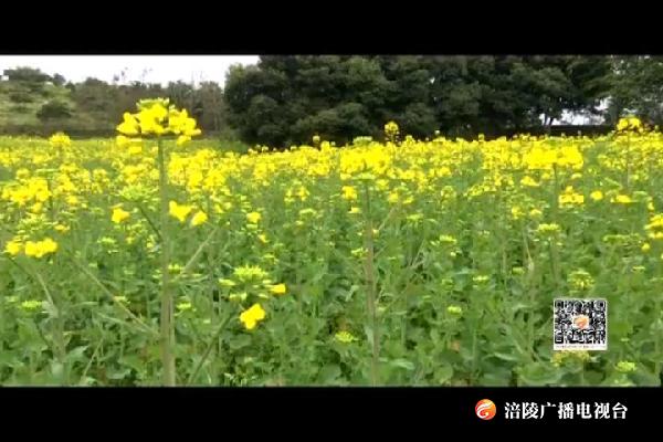 油菜花开春色艳 山野田间铺锦缎