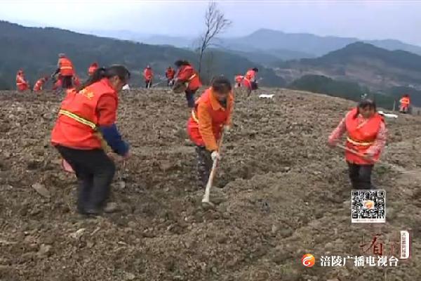 【看效果】马武镇：发展中药材产业 拓宽群众致富路