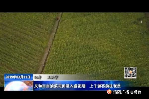 义和百亩油菜花田进入盛花期  上千游客前往观赏