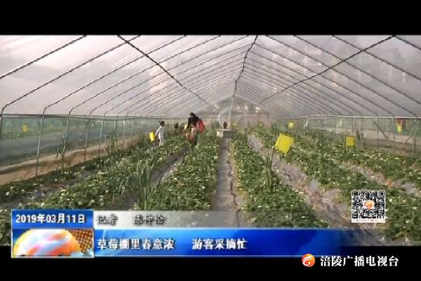 草莓棚里春意浓   游客采摘忙