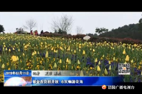 郁金香竞相开放 市民畅游花海