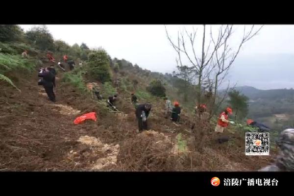 乱伐林木破坏生态   5名被告“亡羊补牢”