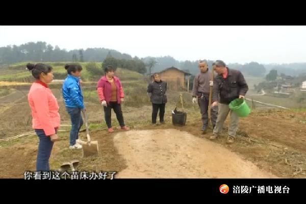 全区水稻育苗工作陆续展开