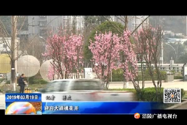 迎宾大道桃花开