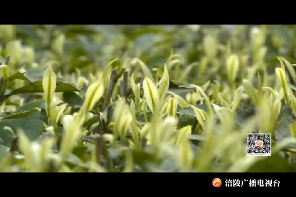 茶山正飘香  白茶采摘忙