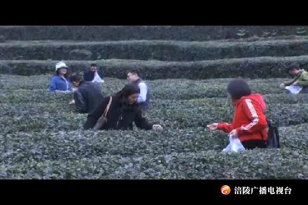 区政协委员助农采茶忙