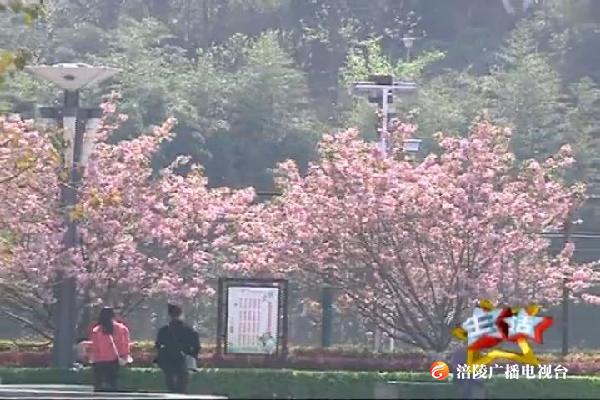 【生活】最是一年好风景  踏青赏花两相宜 190403