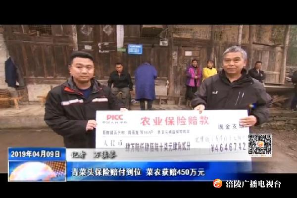 青菜头保险赔付到位 菜农获赔450万元