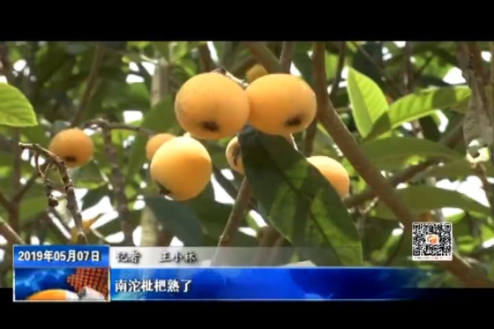 南沱枇杷熟了