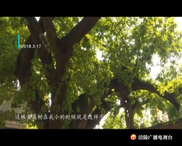 涪陵故事：增福怪树