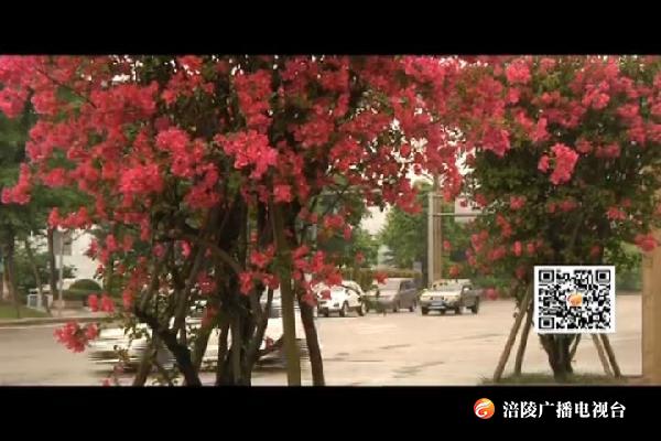 三角梅盛放：一径“红妆” 满城风景