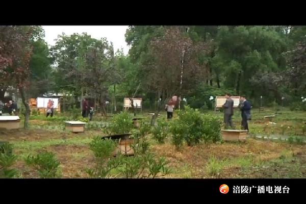 世界蜜蜂日：“甜蜜”事业促绿色发展